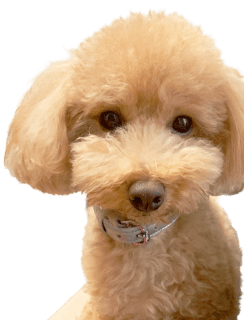 愛犬のトイプードル